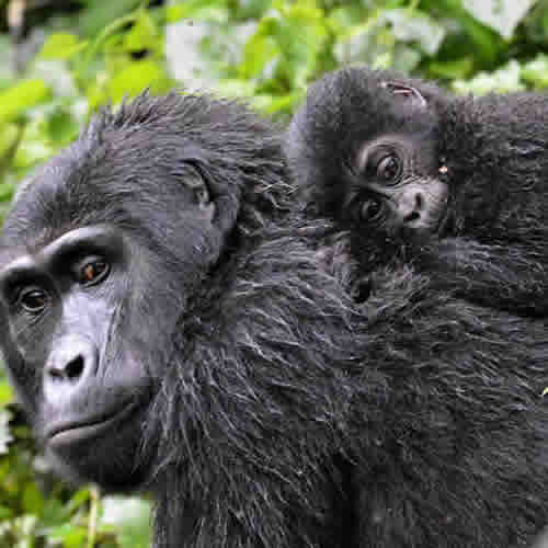 5 Days Rwanda Gorilla Safari Chimp Trek Rwanda Safaris