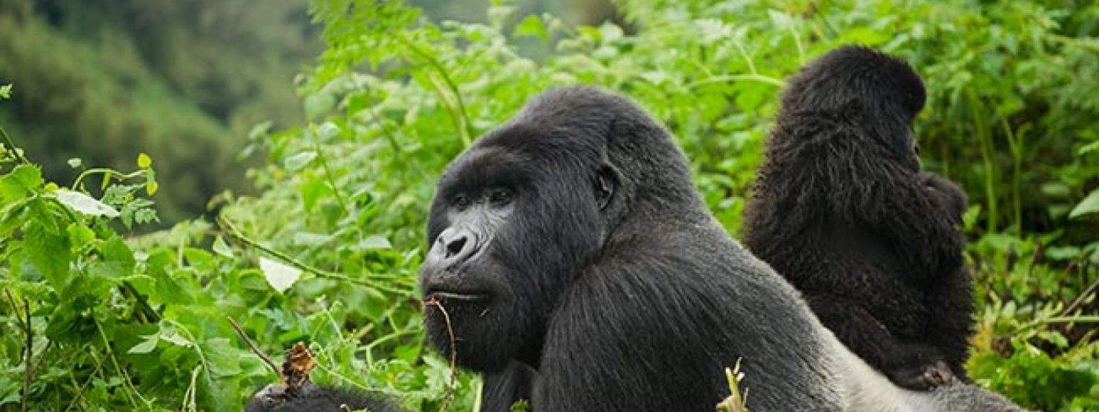 Gorilla Trek in Rwanda