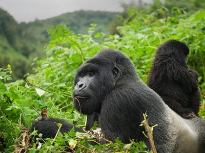 Gorilla Trek in Rwanda