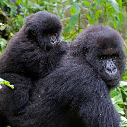 Gorilla Trekking Tour