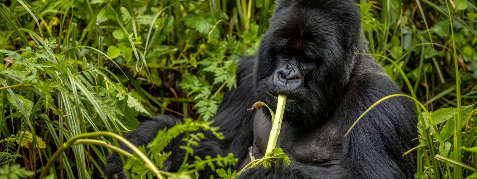 Mountain Gorillas in Rwanda