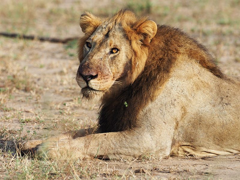 Akagera National Park