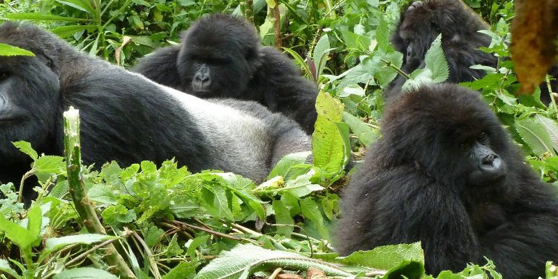 Uganda Gorilla Tour